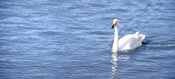 Горизонтальний Банер Білим Лебедиком Воді Який Лебідь Синьому Фоні Копіювати — стокове фото