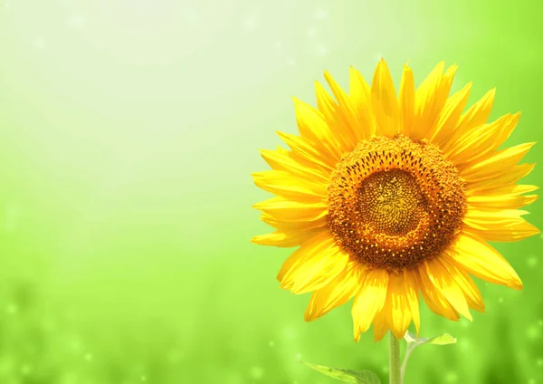 Leuchtend Gelbe Sonnenblume Auf Grün Verschwommenem Sonnigen Hintergrund Kopierraum Für — Stockfoto