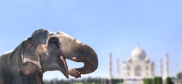 Baner Poziomy Słoniem Elephas Maximus Rozmytym Tle Krajobrazem Taj Mahal — Zdjęcie stockowe