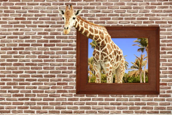 Girafa Moldura Madeira Com Efeito Parede Tijolo Velho Espaço Cópia — Fotografia de Stock