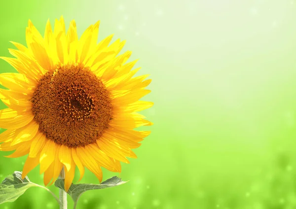 Bright Yellow Sunflower Green Blurred Sunny Background Copy Space Text — 스톡 사진