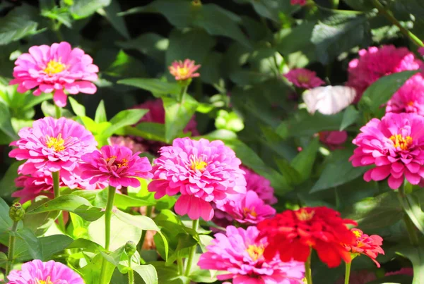 Flores Zinnia Color Rosa Floreciendo Jardín Fondo Horizontal Verano Con —  Fotos de Stock