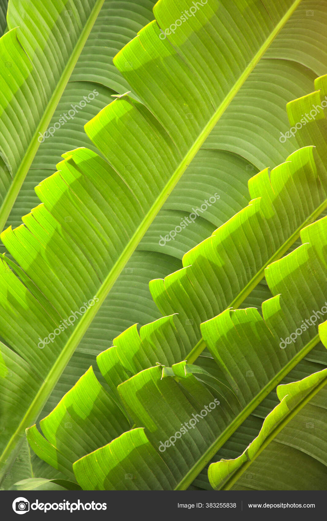 335 Ravenala Stock Photos Images Download Ravenala Pictures On Depositphotos 335 Ravenala Stock Photos Images Download Ravenala Pictures On Depositphotos