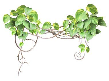 Liana dalları ve tropikal yapraklarla çerçevelenmiş. Orman bitkileriyle olan dış sınır ve metin için uzayı kopyalamak. Beyaz arka planda izole edilmiş. Şablonu düzenle