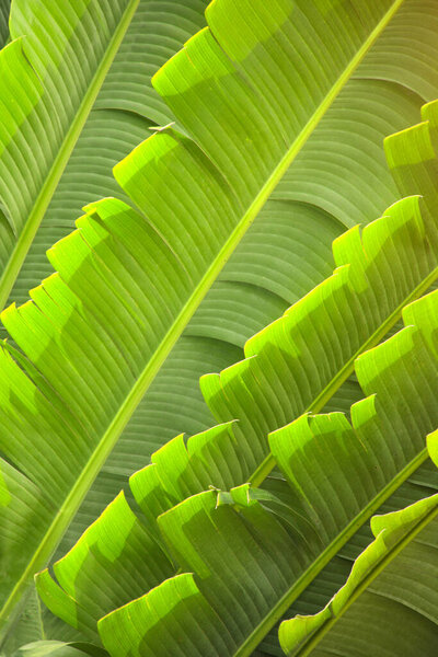 Leaves of Ravenala Madagascariensis (Traveller's palm). Close up photo leaf of exotical tropical palm