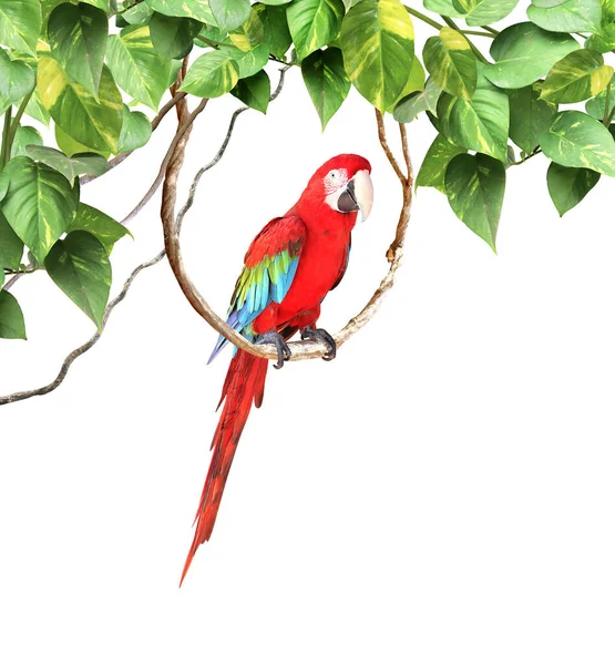 Ara Papağanı Scarlet Macaw Ara Macao Tropikal Yaprakların Arasında Yer — Stok fotoğraf