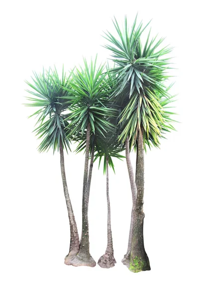 Tre Dracaena Växter Isolerad Vit Bakgrund — Stockfoto