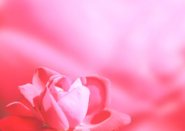 Romántico Fondo Horizontal Borroso Con Rosa Roja Copia Espacio Para — Foto de Stock