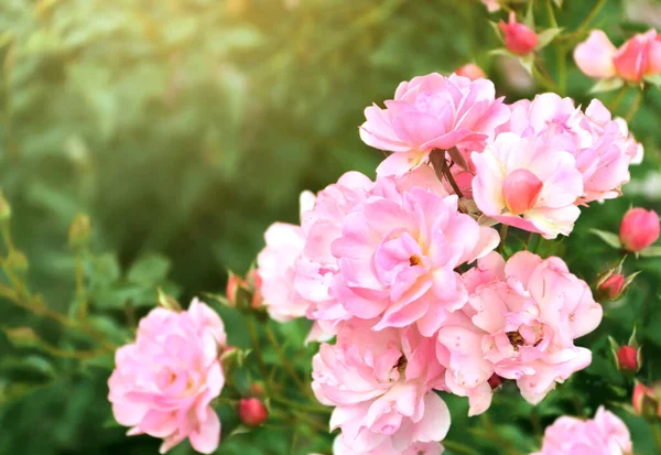 Piękne Tło Natury Różowymi Kwiatami Róż Kolorze Różowym Magenta Skopiuj — Zdjęcie stockowe