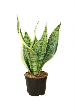 Tropikal bitki Sansevieria Trifasciata (ayrıca kaynananın dili, yılan bitkisi, turna kuyruğu, Viper 's Bowstring keneviri olarak da bilinir). Dekoratif Sansevieria saksıda. Beyaz arkaplanda izole