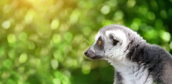 Horizontal banner with cute Lemur Catta. Close-up portrait of Ringtailed lemur on sunny blurred green background. Copy space for text