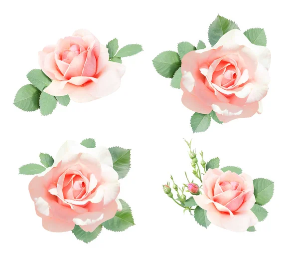Ensemble Roses Aux Fleurs Roses Aux Feuilles Vertes Collection Roses — Photo
