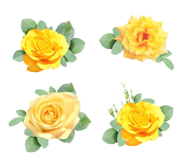 Conjunto Rosa Com Flores Amarelas Folha Verde Coleção Rosas Cor — Fotografia de Stock
