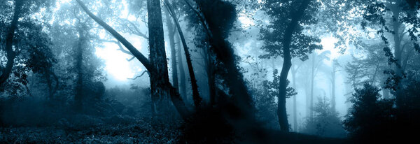 Horizontal banner with night nature scene. Mysterious landscape with trees and bushes in foggy forest. Photo toned in blue color
