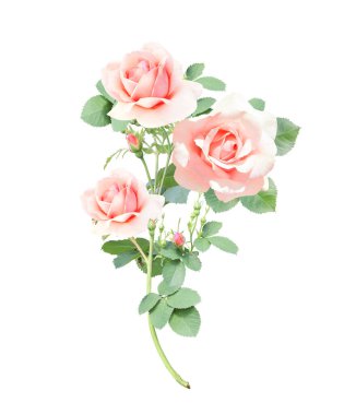 Pembe çiçekli bir gül dalı. Beyaz arkaplanda izole