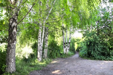 Beyaz huş ağaçları ve ayak izleri, Rusya. Parlak güneş altında beyaz huş ağaçlarıyla dolu bir yaz sahnesi. İlkbahar manzarası