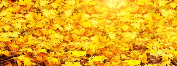 明るい黄色とオレンジ色の紅葉を持つ水平方向の自然バナー 落ちた葉を持つ日当たりの良い秋の背景 テキストのコピースペース — ストック写真