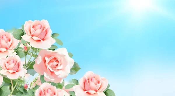 Rózsa Rózsaszín Virággal Vízszintes Banner Gyönyörű Rózsa Virágok Kék Napos — Stock Fotó