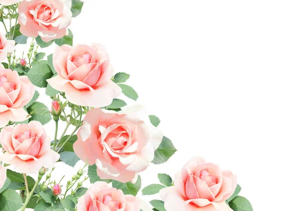 Tak Van Roos Met Roze Bloemen Geïsoleerd Witte Achtergrond — Stockfoto