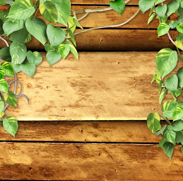 老式木板 带有藤蔓分枝和热带叶子 外在的背景与木板 丛林中的植物和复制的文字空间 模型化模板 — 图库照片