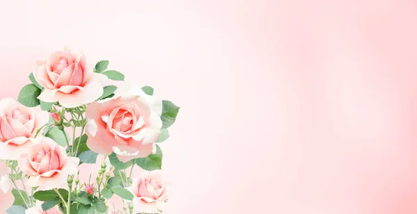 Unscharfer Hintergrund Mit Rosafarbenen Rosen Rosenzweig Mit Rosa Blüten Auf — Stockfoto