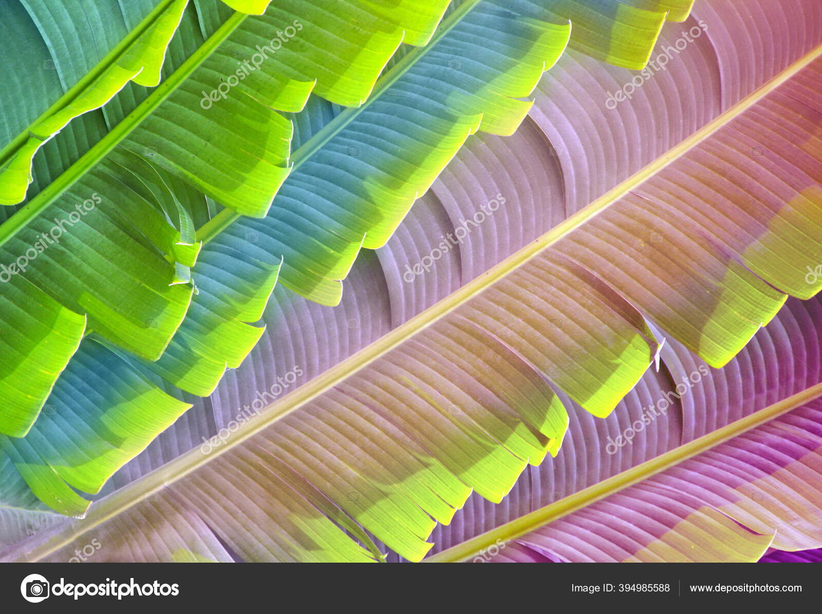 Ravenala Madagascariensis Images Royalty Free Stock Ravenala Madagascariensis Photos Pictures Depositphotos Ravenala Madagascariensis Images Royalty Free Stock Ravenala Madagascariensis Photos Pictures Depositphotos
