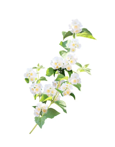 Κλάδος Γιασεμιού Jasminum Λουλούδια Σπριγκ Από Ανθισμένες Γιασεμί Απομονωμένα Λευκό — Φωτογραφία Αρχείου