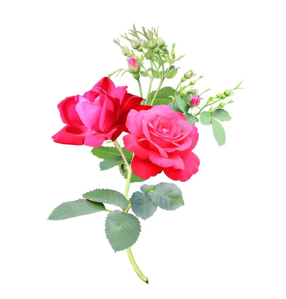 Branch of rose with red flowers. Isolated on white background