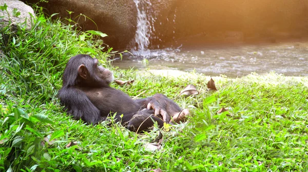 Дикий Шимпанзе Лежит Траве Маленького Водопада — стоковое фото