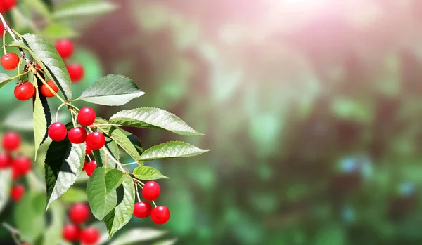 Cherry Tree Branch Red Berries Leaves Blurred Sunny Background Copy — Stock Photo, Image