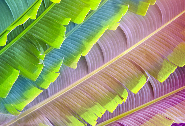 Leaves of Ravenala Madagascariensis (Traveller's palm). Close up photo leaf of exotical tropical palm. Photo toned in blue and lilac colors