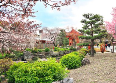 Japonya 'da kiraz çiçeği mevsimi. Japonya 'nın Kyoto kentindeki Sanjusangendo Ana Salonu (Rengeo-in) Budist Tapınağı yakınlarındaki bahçedeki dekoratif gölet ve çiçek açan sakura ağaçları
