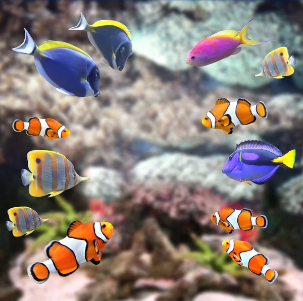 Underwater Scene Beautiful Tropical Fish Hepatus Blue Tang Clownfish Mock — Stock Photo, Image