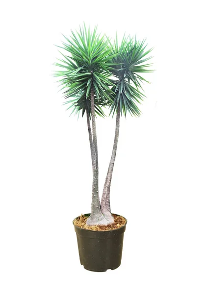 Trópusi Növény Dracaena Dekoratív Szobanövény Dracaena Tenyér Pot Fehér Alapon — Stock Fotó