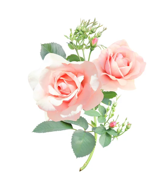 Ramo Rosa Con Fiori Rosa Isolato Sfondo Bianco — Foto Stock