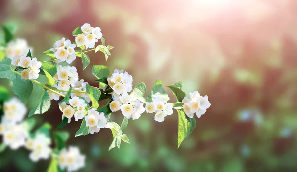 Çiçekli Yasemin Jasminum Dalı Yatay Güneşli Arka Plan Çiçek Açan — Stok fotoğraf