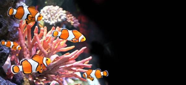 Морские Кораллы Рыбы Клоуны Морском Аквариуме Изолированный Черном Фоне Горизонтальное — стоковое фото