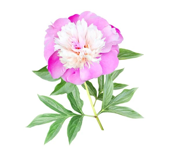 Ramo Peônia Paeonia Com Flor Rosa Isolado Sobre Fundo Branco — Fotografia de Stock