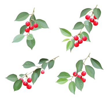 Kırmızı böğürtlen ve yapraklı bir kiraz ağacı dalı seti. Beyaz arkaplanda izole