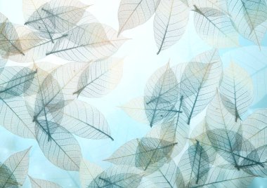 Şeffaf iskelet yaprakları olan yatay ya da dikey bir arka plan. Doğal çevre arkaplanı. Şablon oluşturun. Metin için alanı kopyala