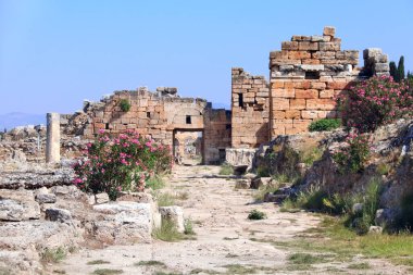 Antik Hierapolis, Pamukkale, Anadolu, Türkiye 'deki Frontinus caddesindeki zakkum ve tapınak kalıntıları. UNESCO dünya mirası bölgesi. Zakkum çalısına odaklan.