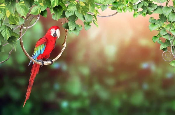 Poziome Tło Natury Papugą Ara Ara Macao Siedzi Lianie Wśród — Zdjęcie stockowe