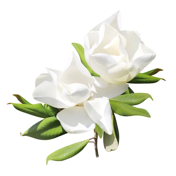 Ramo Magnolia Magnoliaceae Con Due Fiori Bianchi Isolato Sfondo Bianco — Foto Stock