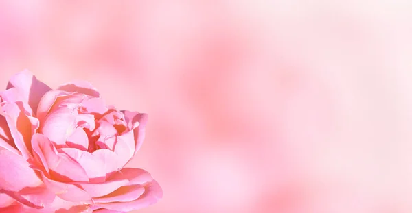 淡淡的背景 粉红色的玫瑰 复制空间为您的文字 模拟模板 可用于墙纸 结婚证 网页横幅 — 图库照片