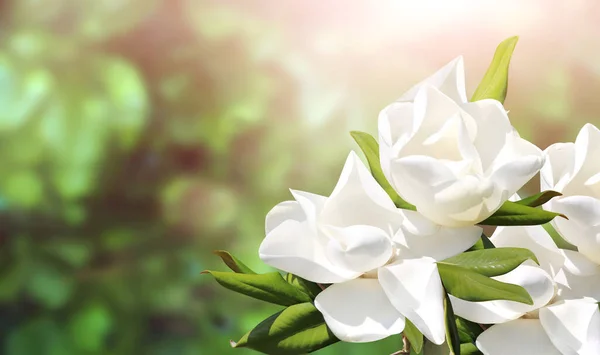 Filial Magnolia Magnoliaceae Med Vit Blomma Horisontell Banner Med Vackra — Stockfoto