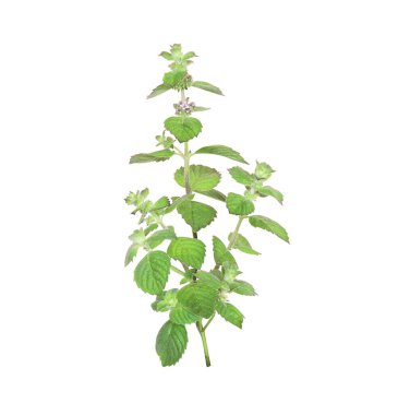 Yeşil yapraklı nane şekeri. Nane şekeri. Beyaz arkaplanda izole