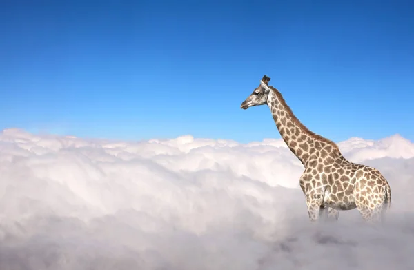 Giraff Ovanför Molnen Söt Giraff Himlen Fantastisk Scen Med Stora — Stockfoto