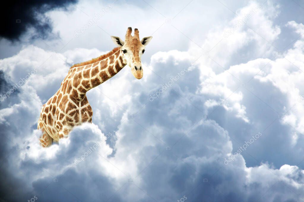 Giraffe above stormy clouds. Cute giraffe in the sky. Fantastic scene with huge giraffe coming out of the cloud