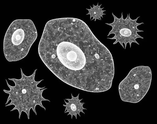 Amoeby Patogenne Bakterie Lub Wirusy Wirus Pod Mikroskopem Szybkie Namnażanie — Zdjęcie stockowe