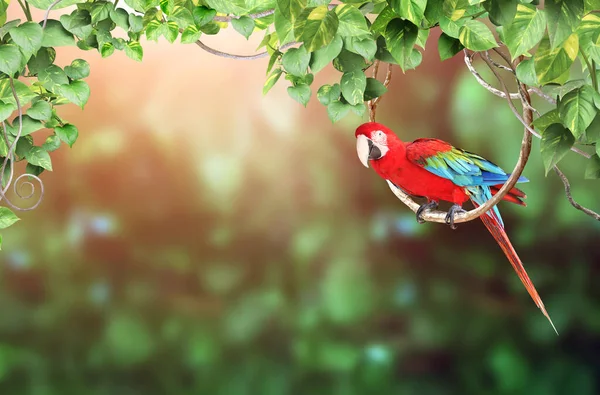 Sfondo Naturale Orizzontale Con Ara Pappagallo Ara Macao Siede Una — Foto Stock